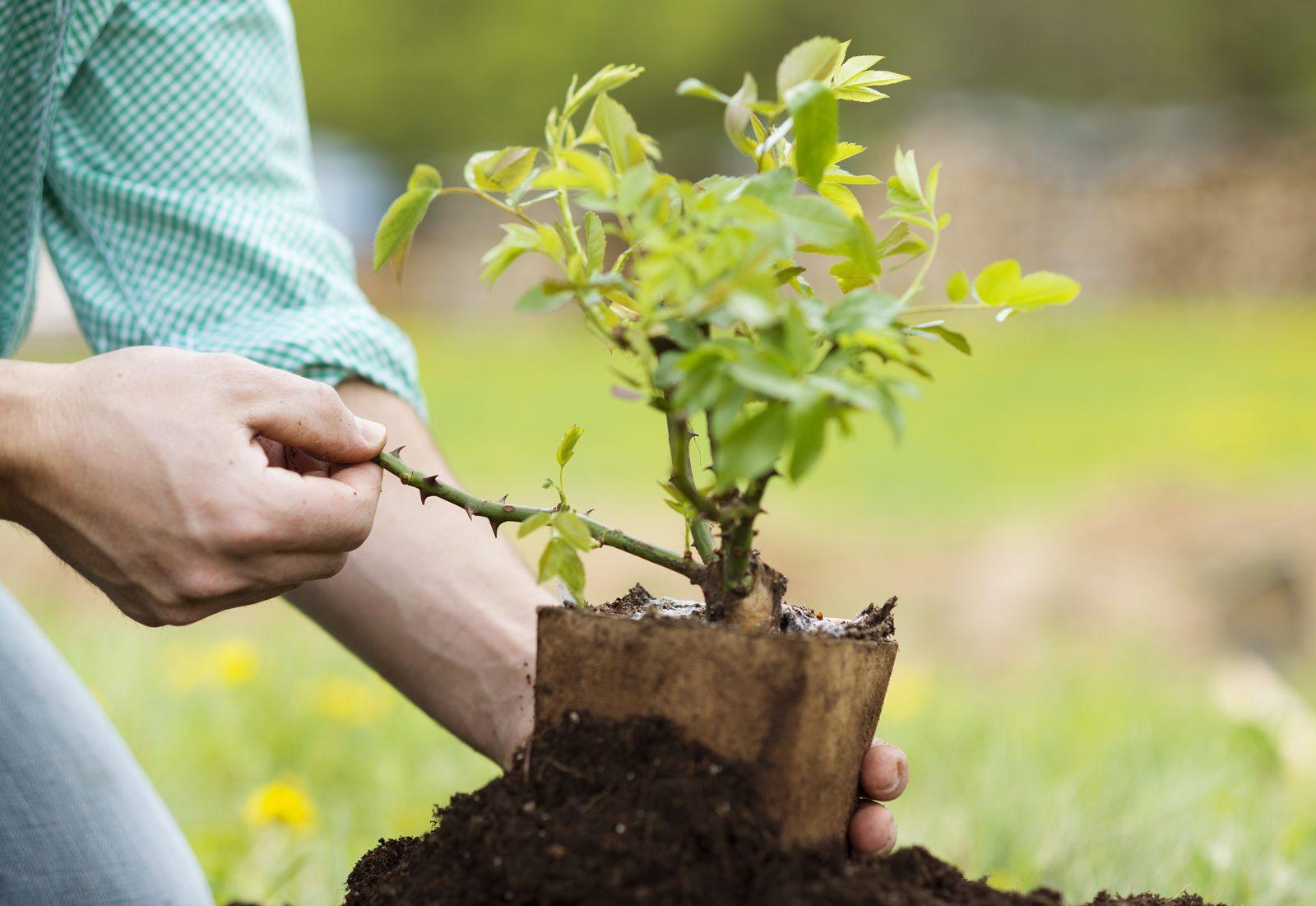 Culver City Gardeners Master Local Climate, Composting, Pest Control