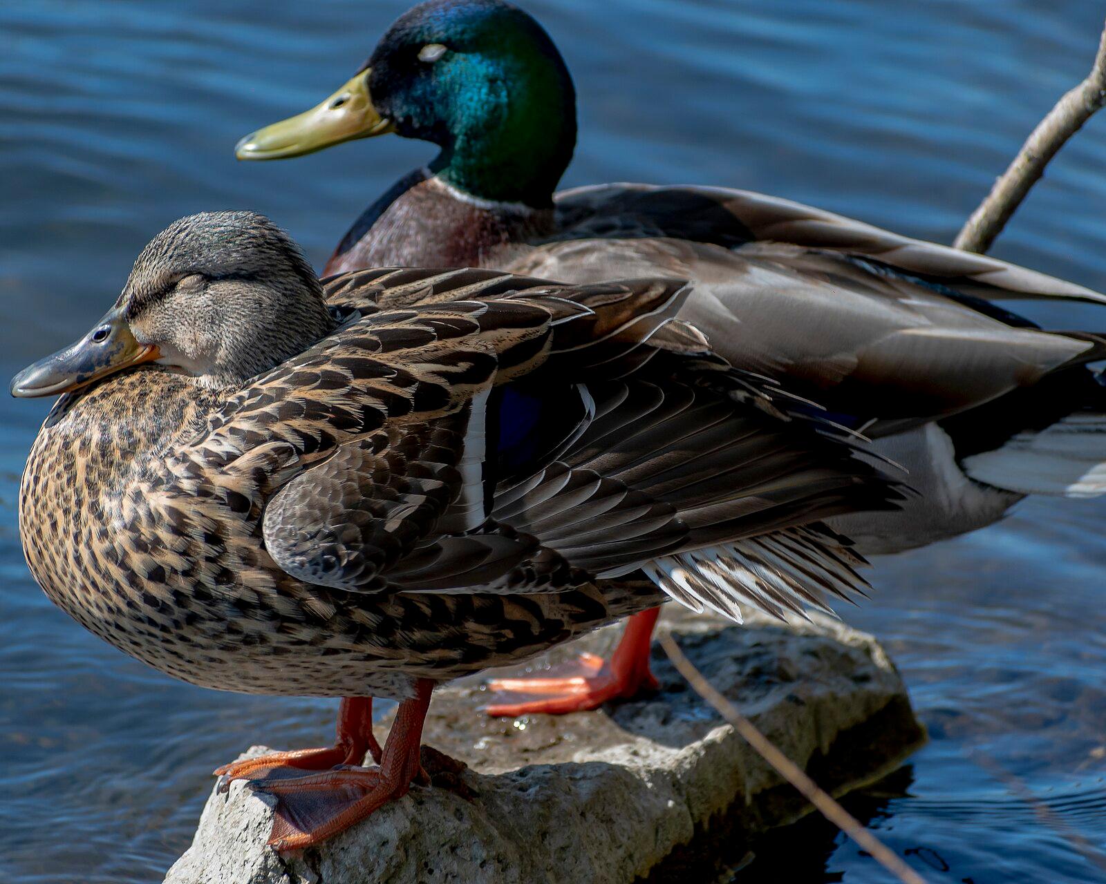 Mallard Ducks in High Park 21